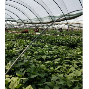 發(fā)貨現場(chǎng)