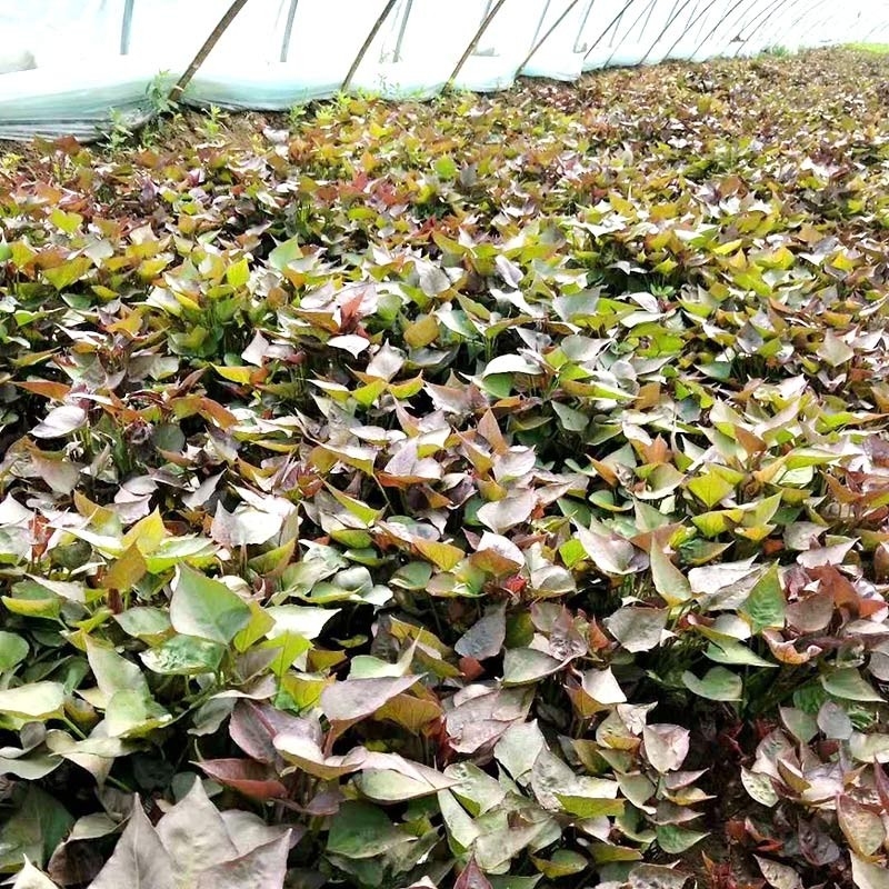 地瓜苗的栽種方法您能了解嗎？