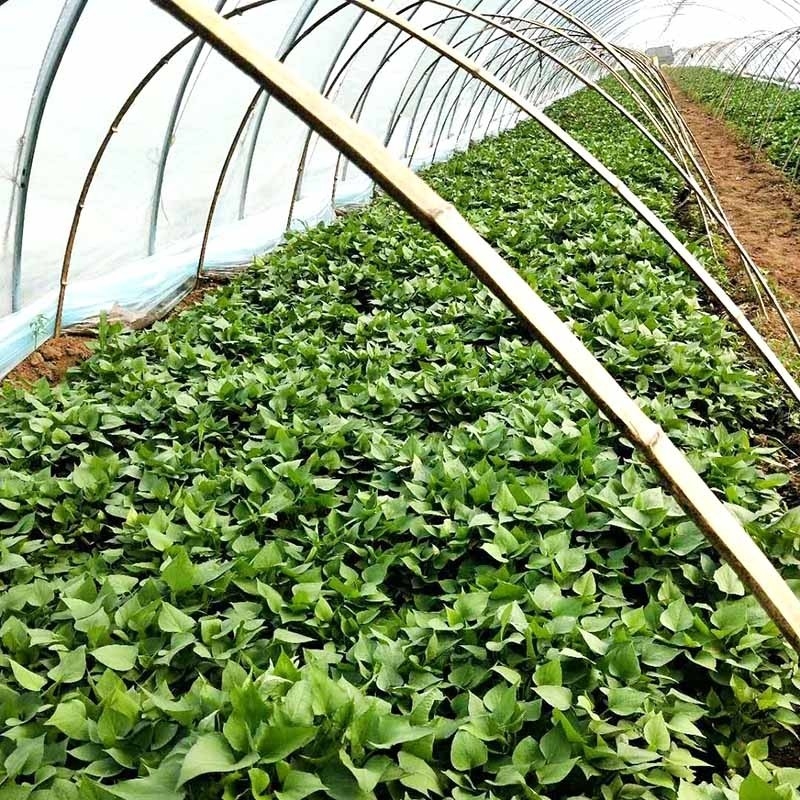 地瓜苗育苗的時(shí)間跟地點(diǎn)您了解嗎？